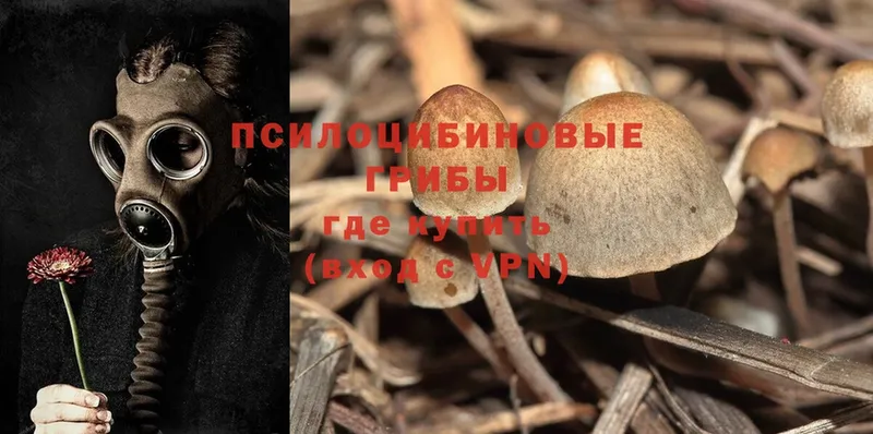 Псилоцибиновые грибы Psilocybe  Муравленко 